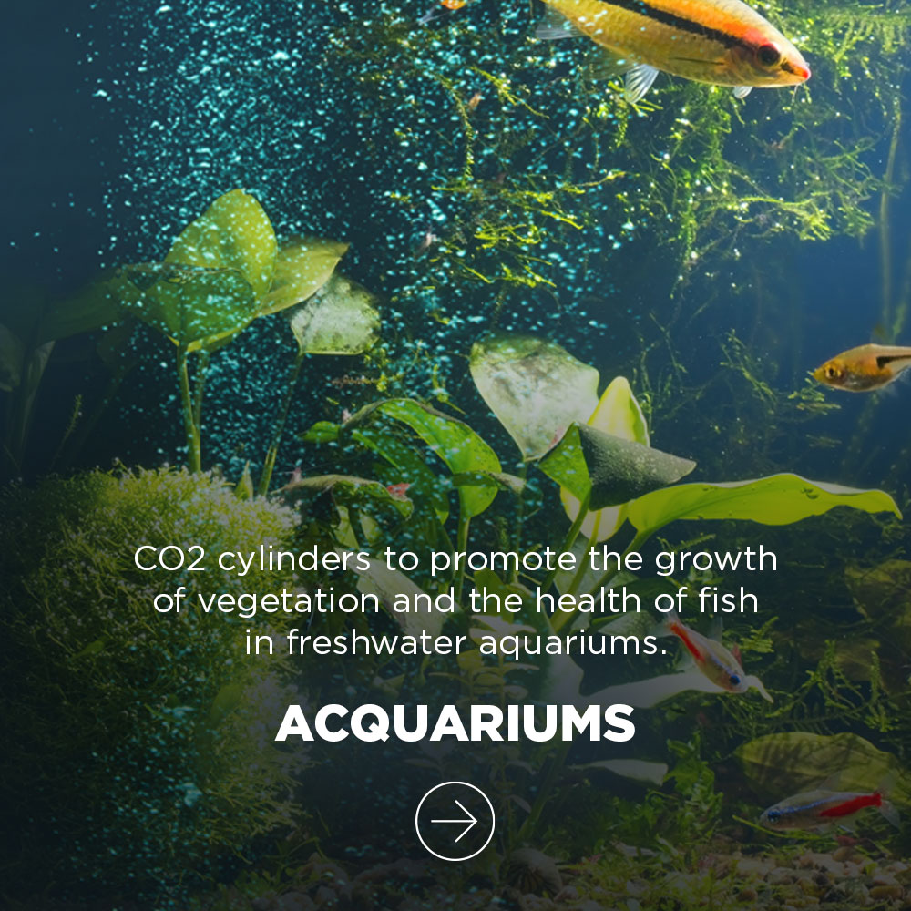 ACQUARIBombole di CO2 per favorire la crescita della vegetazione e la salute dei pesci negli acquari di acqua dolce.